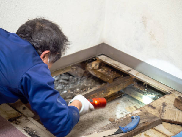 Best DIY Mold Remediation Support Services in River Forest, IL