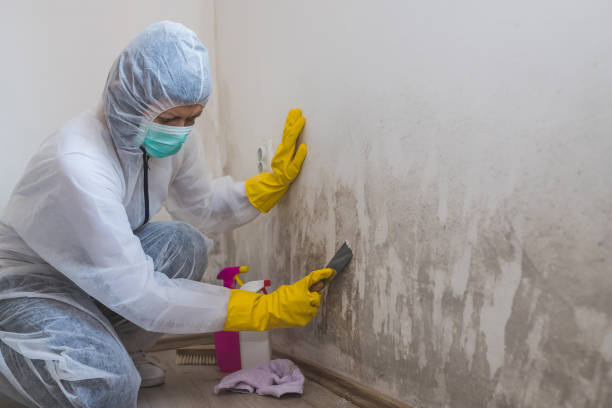 Best Attic Mold Remediation in River Forest, IL